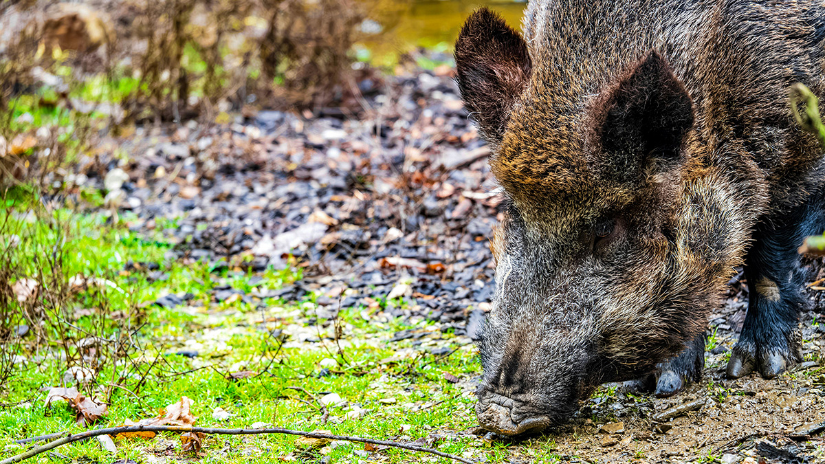 287-restriccions-per-la-pesta-porcina-africana-1765647414