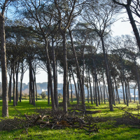 Tala d'arbres a la Pineda de Can Pavana