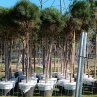 Nous pins a l'Hostal del Fum